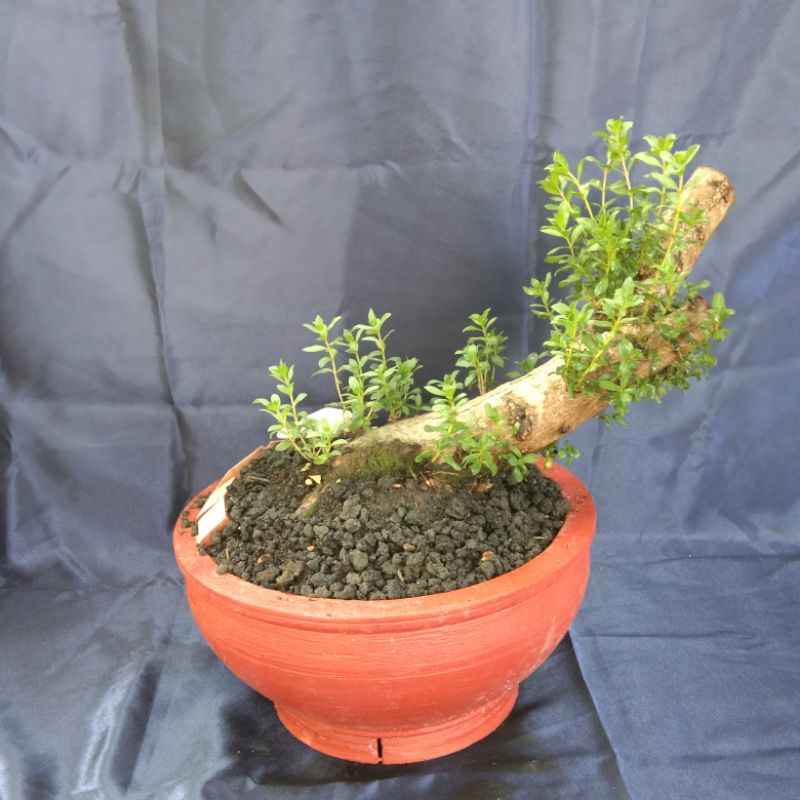 BAHAN BONSAI SANTIGI KARANG MEDIUM