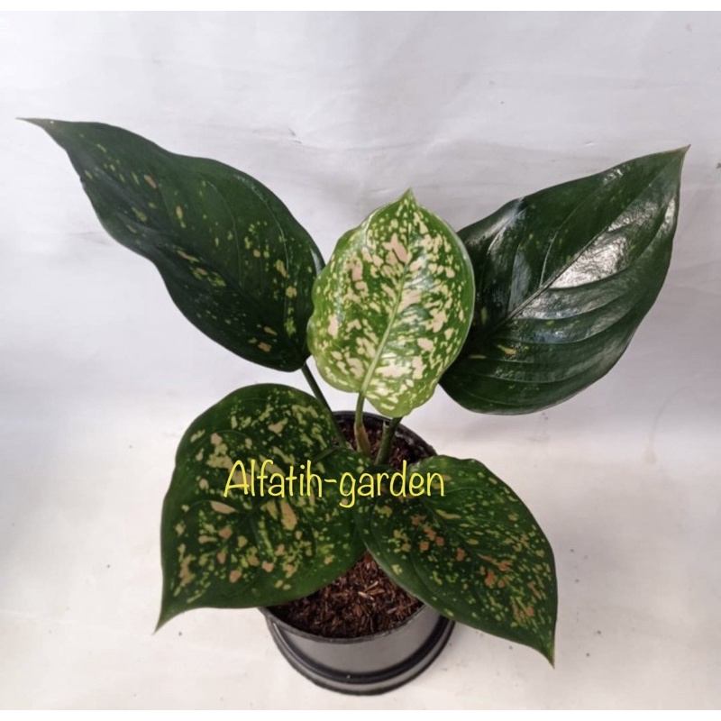 aglonema ruby ciangmay