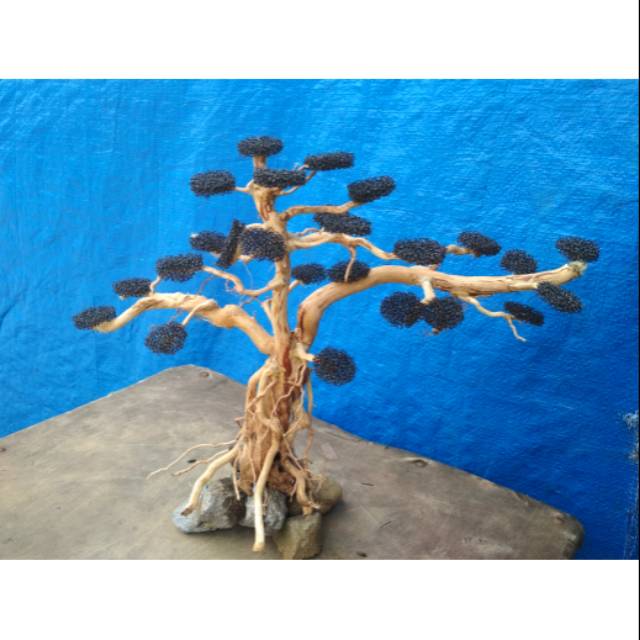 Bonsai hardscape aquascape kayu senggani