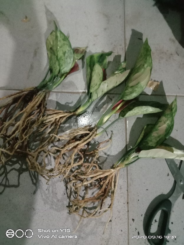 Bibit Bunga Aglonema Super White