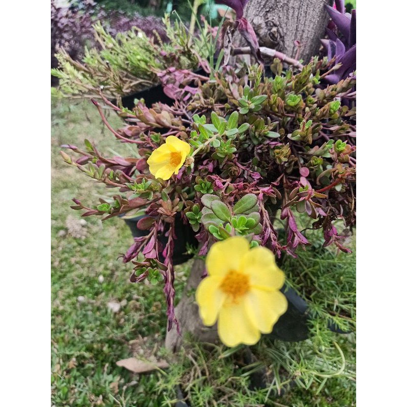 bunga krokot warna warni