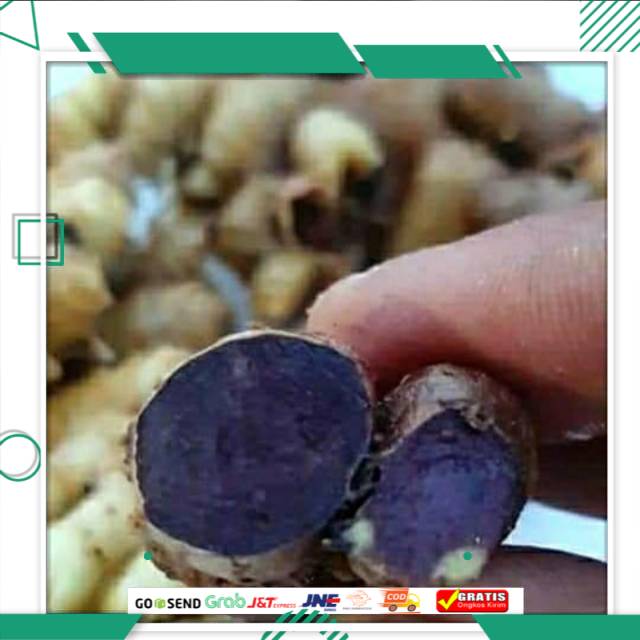 Bibit Kunyit Hitam Rimpang Umbi Kunyit Hitam Asli Berkualitas Bergaransi Kaemferia Parviflora 1 kg