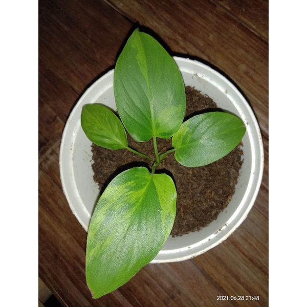 homalomena rubescens variegata kuning batang hijau