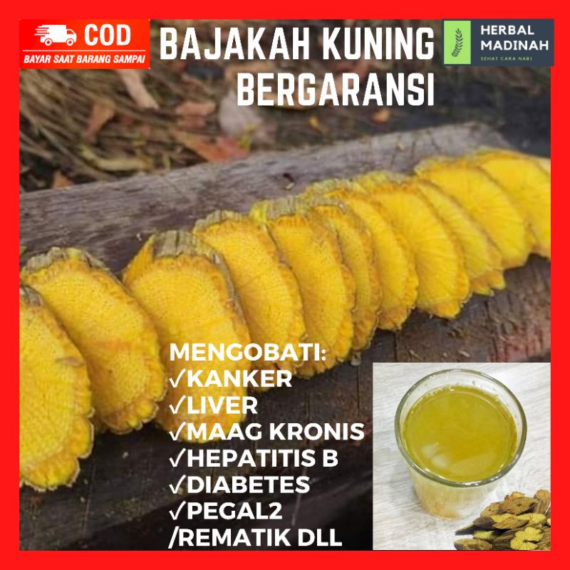 

akar kayu Bajakah kuning Kalimantan asli herbal diabetes maag liver