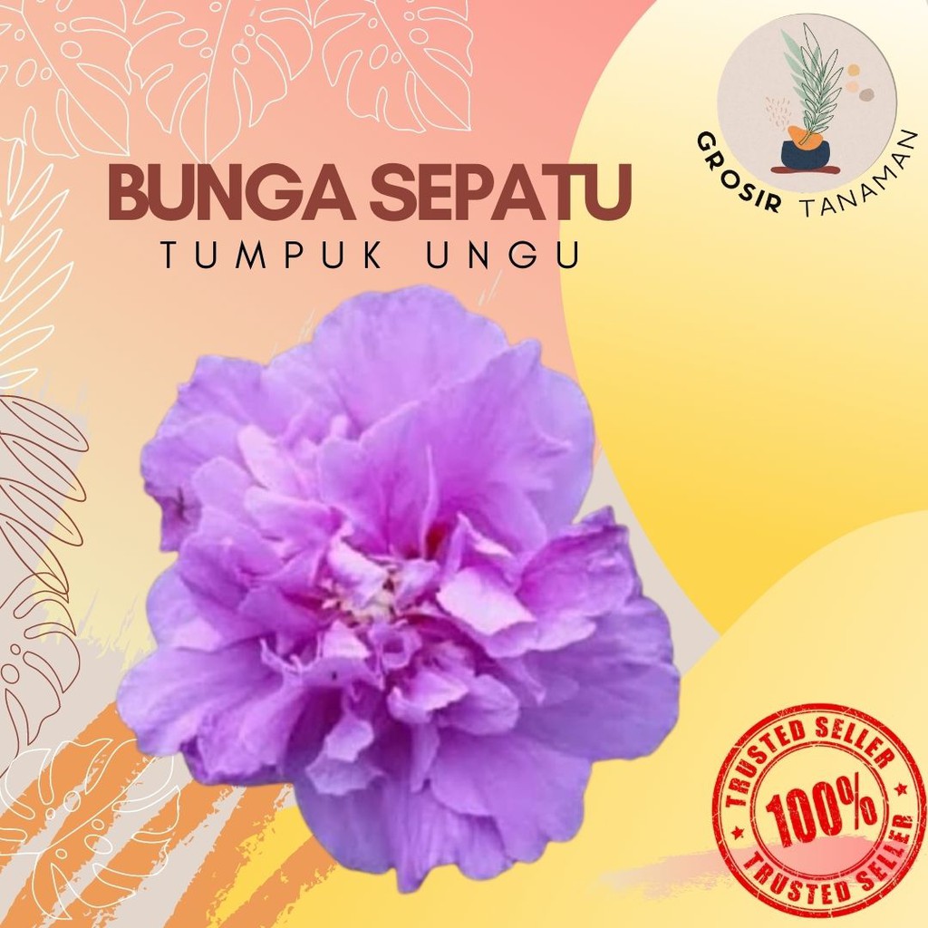 Tanaman Hias Bunga Sepatu Ungu Tumpuk - Bunga Sepatu Ungu Tumpuk - Bunga Sepatu Ungu Bangkok