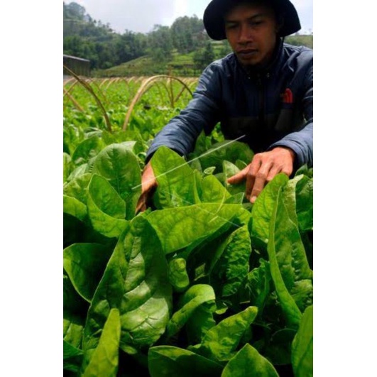 Benih Bibit Bayam Jepang spinach Horenso