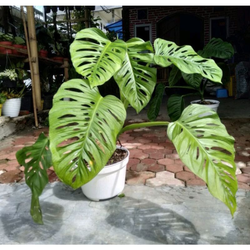 tanaman hias monstera acuminata asli(anakan)