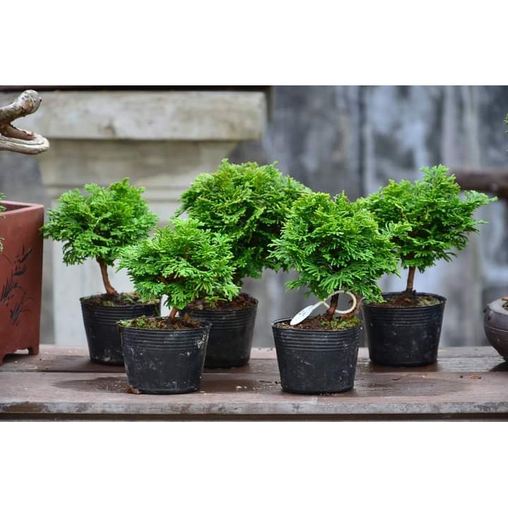 TANAMAN HIAS CEMARA INOKI / HINOKI CYPRESS BAHAN BONGSAI HIJAU / GOLDEN KUNING
