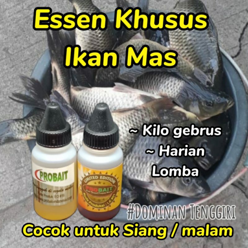 ESSEN IKAN MAS KILO GEBRUS/HARIAN