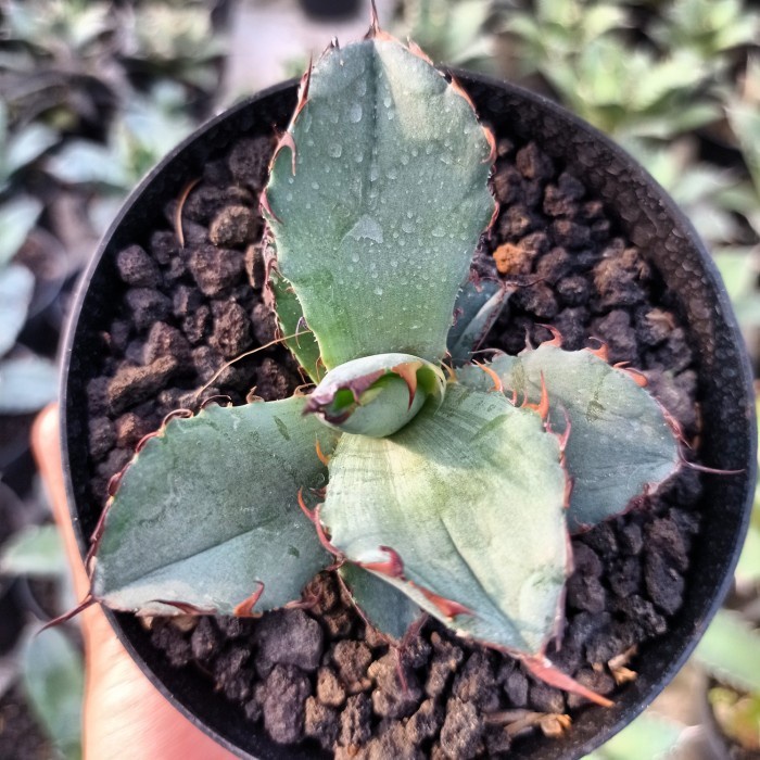 agave titanota blue ball