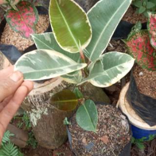 Tanaman hias karet kebo varigata putih lemon Shopee Tanaman hias karet kebo varigata putih lemon Shopee