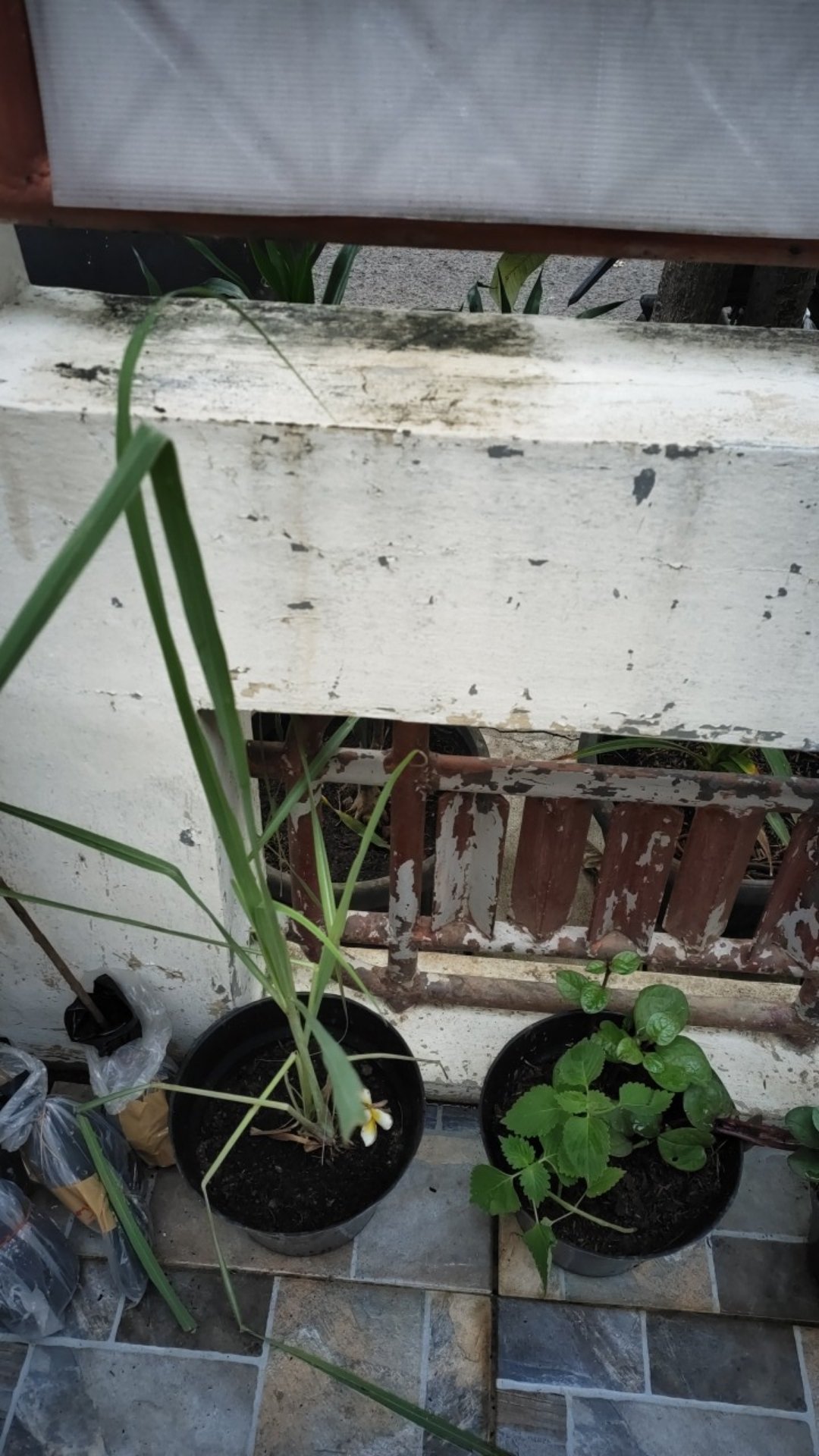 Bibit Tanaman Sereh Masak Bumbu Dapur