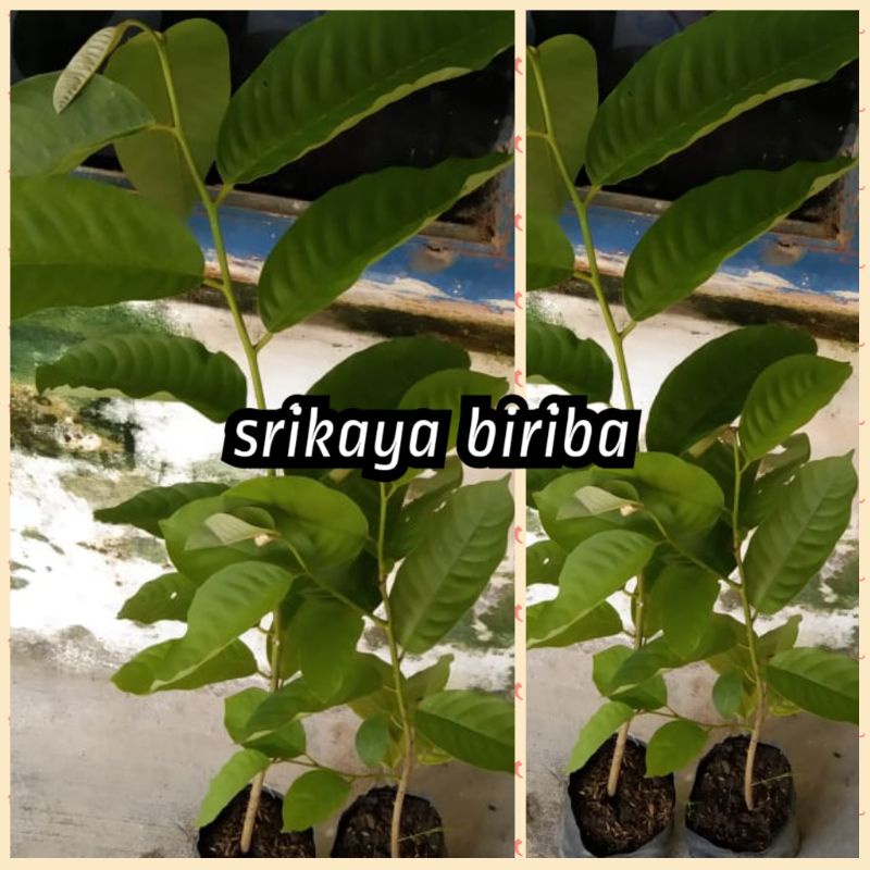 bibit srikaya biriba super jumbo