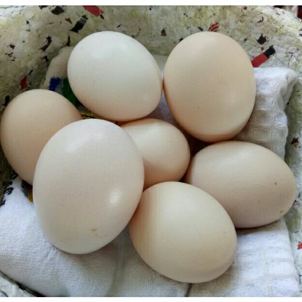 

Telur Ayam Kampung Organic Fertile