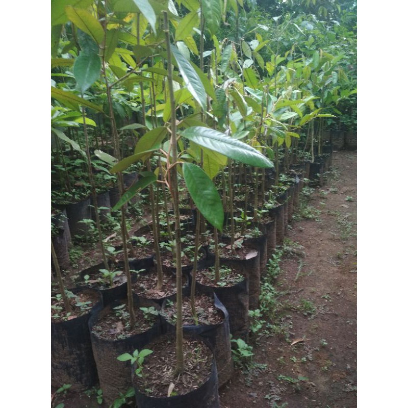 

Durian Lay Kalimantan