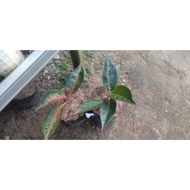 aglonema flaming & aglonema hot lady black & aglonema pudding lipstik