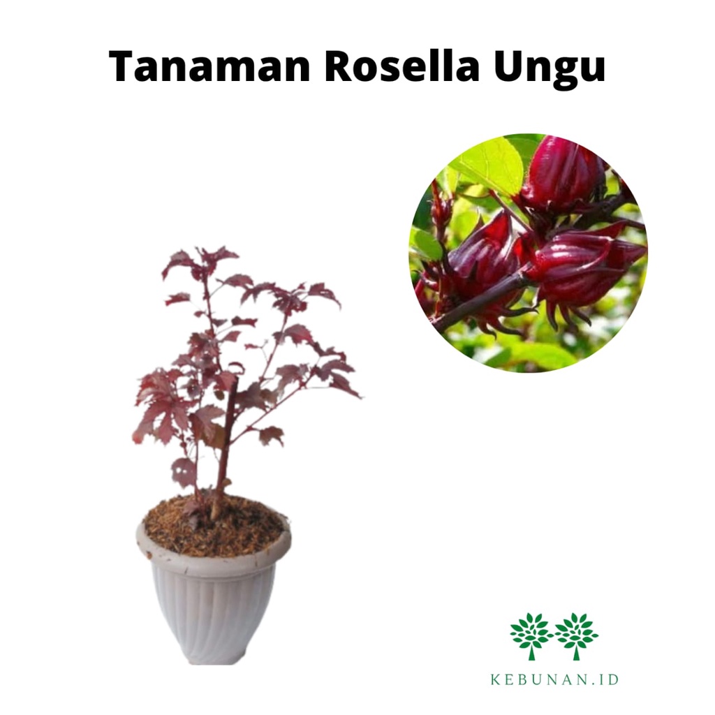 Bibit Rosella Ungu/Rosela Ungu
