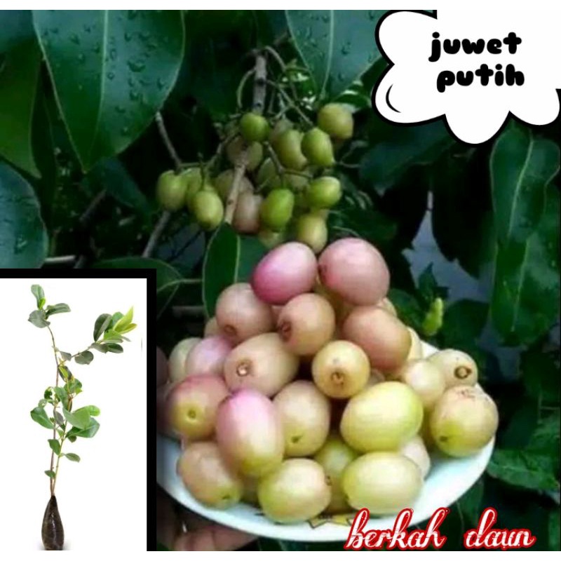 Bibit duwet/juwet putih rasa manis