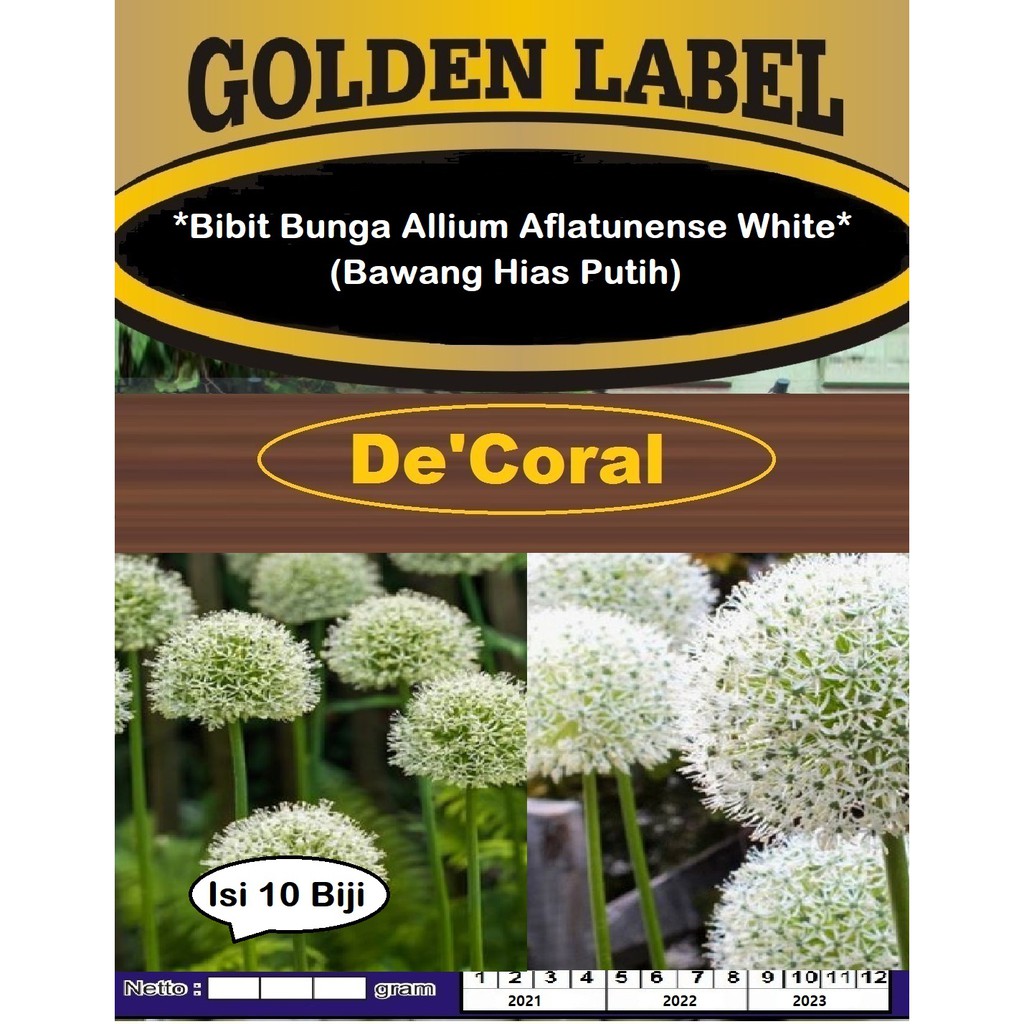 Bibit Bunga Allium Aflatunense White | Benih Bawang Hias Putih