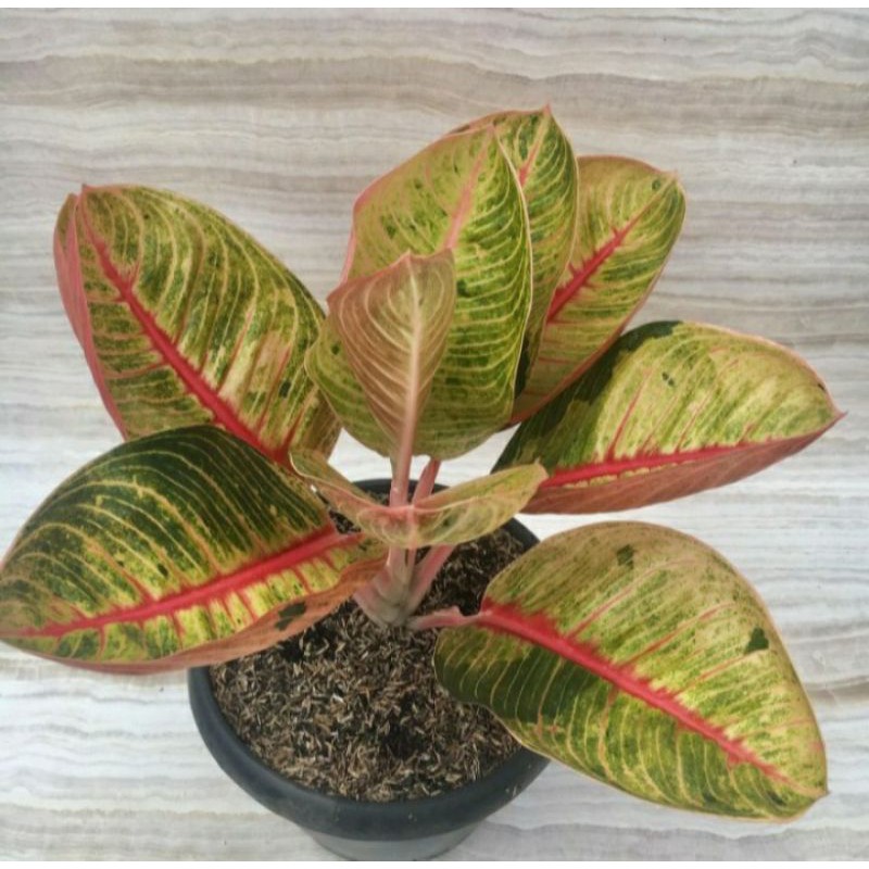 Aglonema goliath (baby)