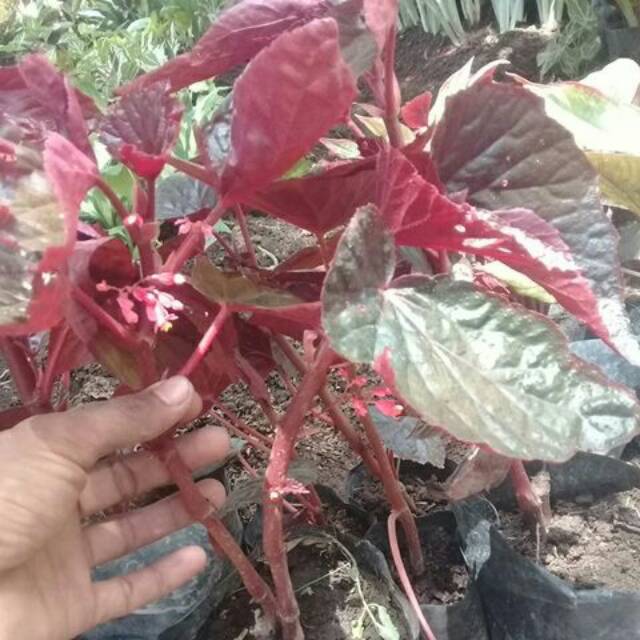 PROMO BEGONIA RED MARON