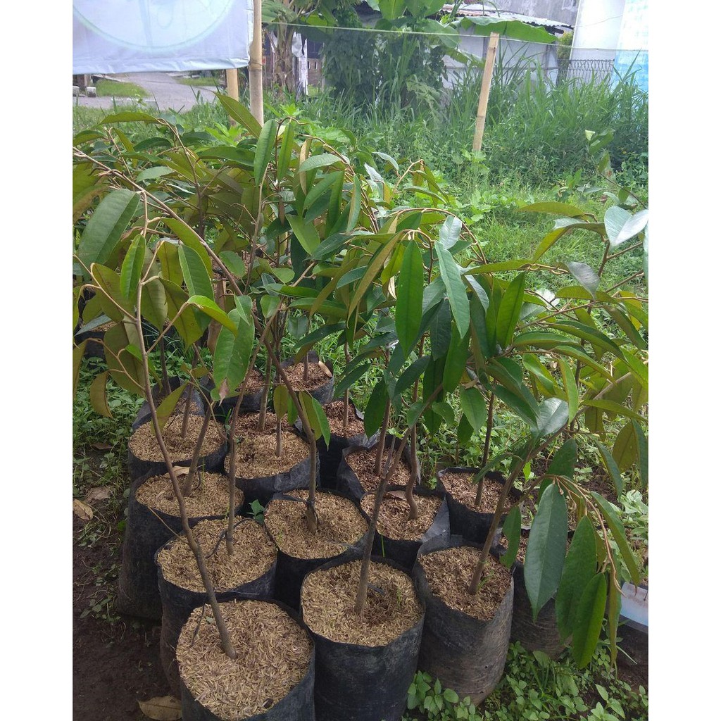 Bibit Durian Merah Kaki 1(Jaminan Original)