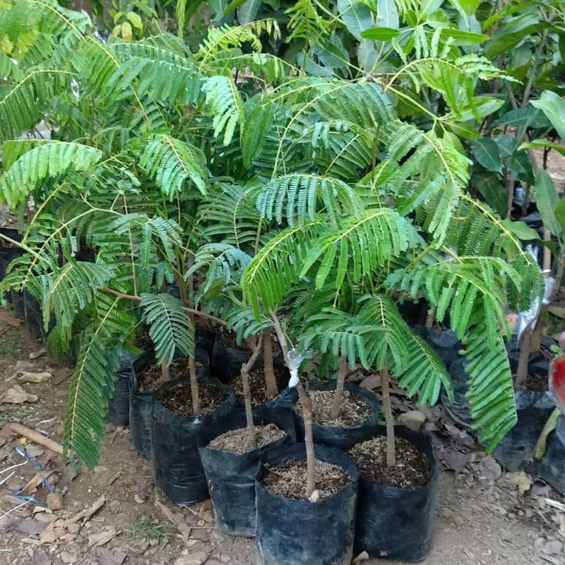 Bibit buah pete hibrida super