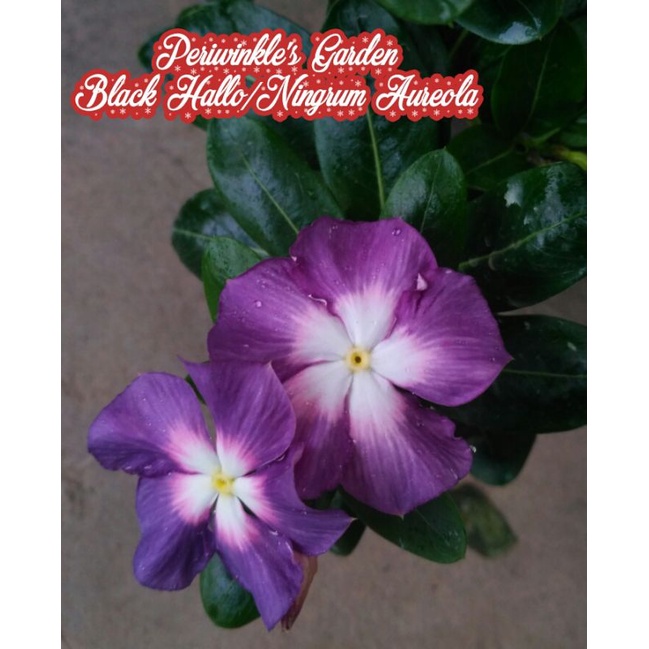 BENIH FRESH BUNGA CANTIK VINCA JUNTAI/GANTUNG BLACK HALLO/NINGRUM
