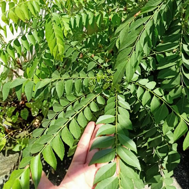 

Daun Kare Segar / Curry Leaf Fresh / Daun Kari, Organik / Organic