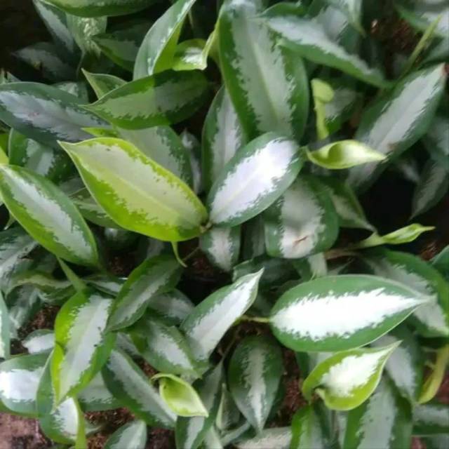 Tanaman Hias Aglonema Sri Rezeki - Aglaonema Sri Rezeki -SA