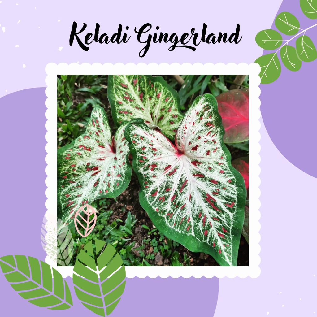 Tanaman Keladi Hias Caladium Gingerland Keladi Gingerland