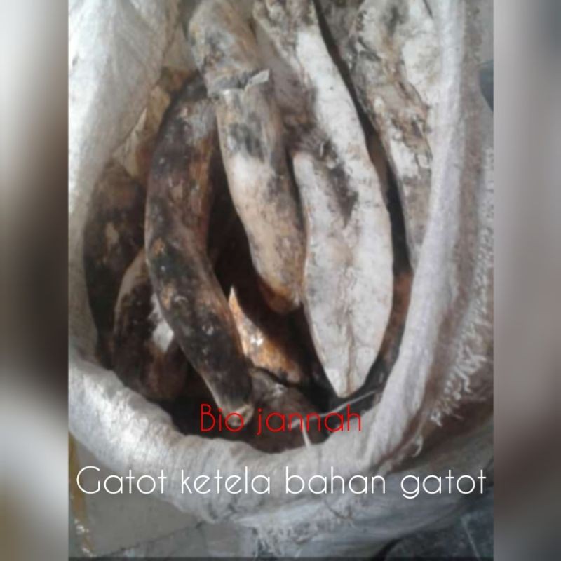 

gatot bahan gatot ketela 500 gr