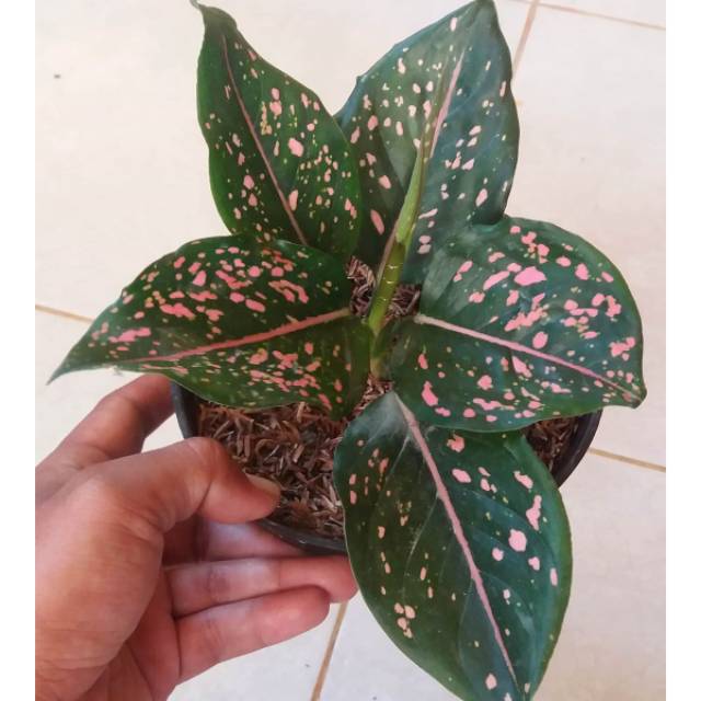 Aglonema pink dalmation