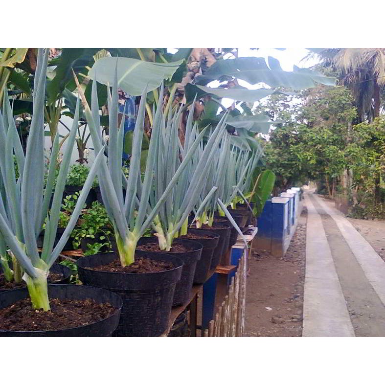 40 Biji Benih Daun Bawang F1 Daun Bawang Benih Sayuran