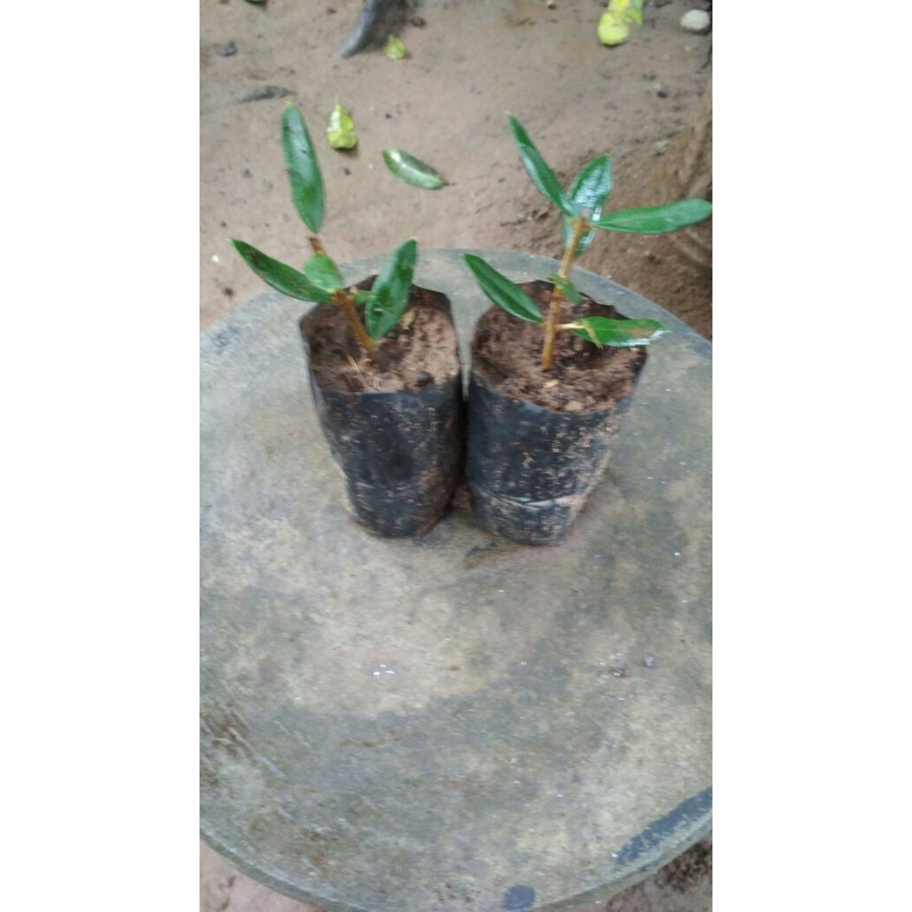 Bibit Zaitun