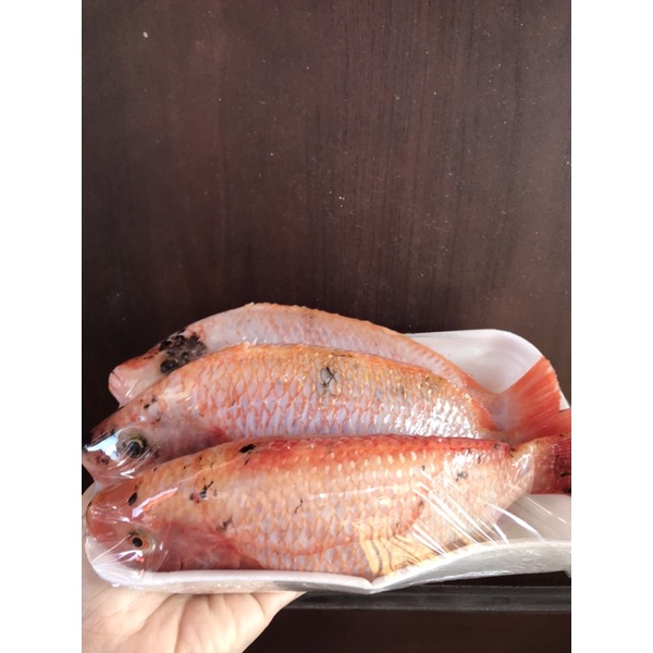 

IKAN KAKAP SEGAR 1KG
