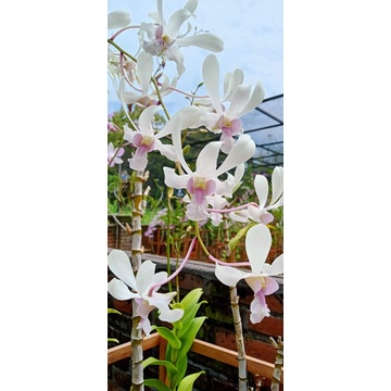 ANGGREK CAPUNG BALI VAR JAWA