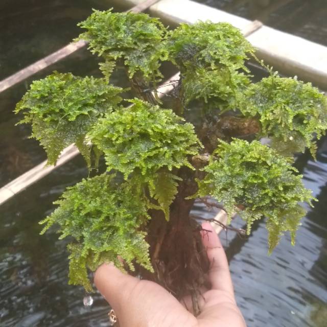 Tanaman aquascape/ bonsai minixmos