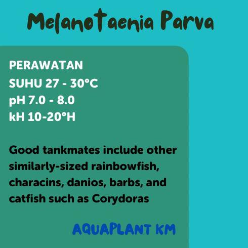 Terbaru Ikan Rainbow Kurumoi Melanotaenia Parva - 3 Cm