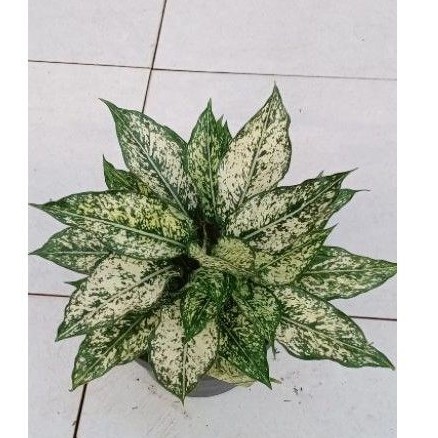 aglonema snow white rumpun