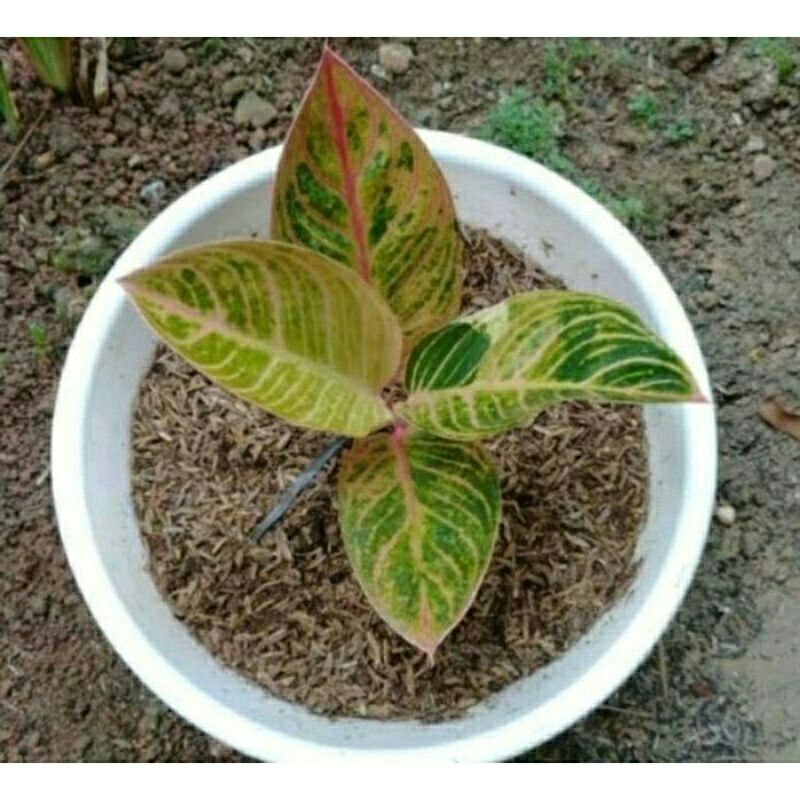 bibit anakan aglonema golden hope