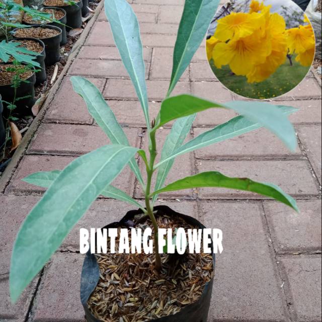 Tabebuya kuning tanaman bunga tabebuya kuning