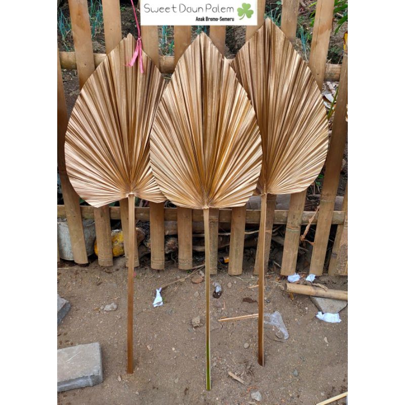 DAUN PALEM DRIED PALM DAUN KERING GOLD DEKORASI | bunga dekorasi | bunga hiasan