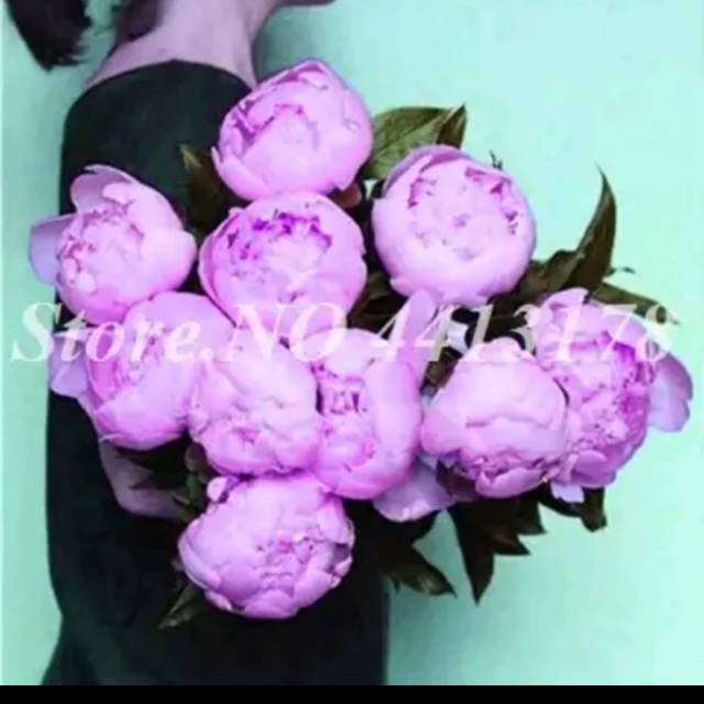 benih bibit biji bunga peony 18