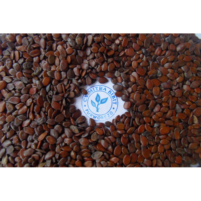 Biji Lamtoro Unggul | Benih Lamtoro Gung | Biji Pohon Lamtoro | Benih Petai China