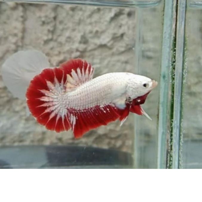 Terbaik ikan cupang red dragon snow