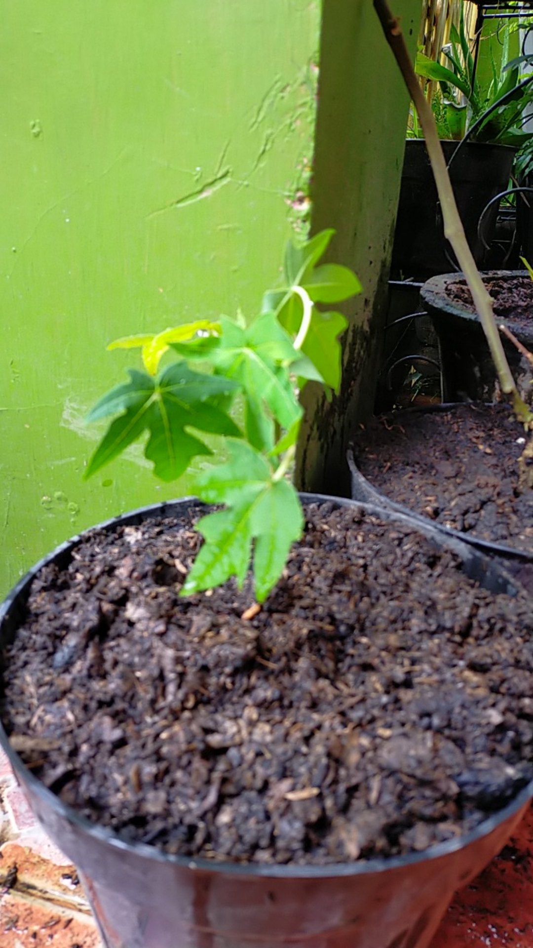 Tanaman Pepaya California (tinggi 30-40 Cm)