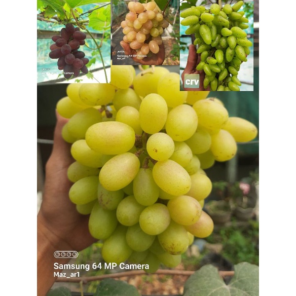 cutting Anggur Import