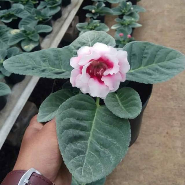 Bunga Gloxinia/Toko Tanaman Hias Murah Bandung.