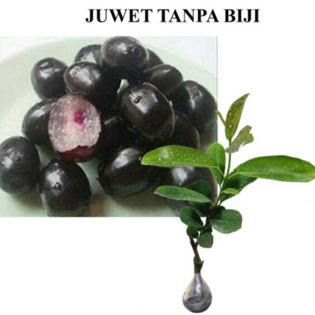 Bibit juwet tanpa biji / juwet / jamblang tanpa biji